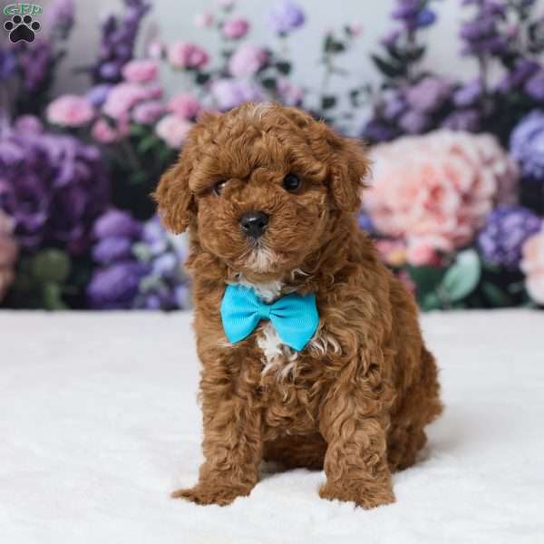 Toby, Miniature Poodle Puppy